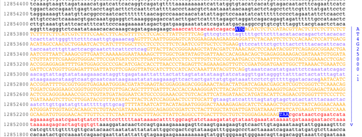 Nucleic acid sequence