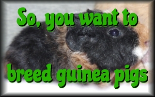 So, you want to breed
                  guinea pigs