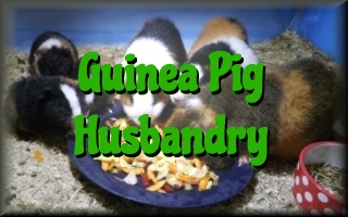 Guinea pig husbandry