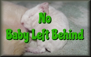 No baby left
                  behind