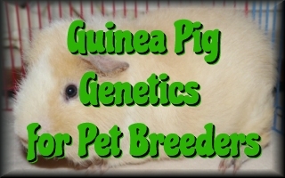 Guinea
                  pig genetics for pet breeders