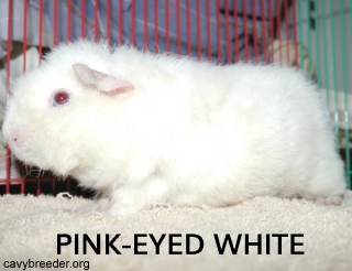 Pink-eyed white