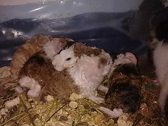 Newborns