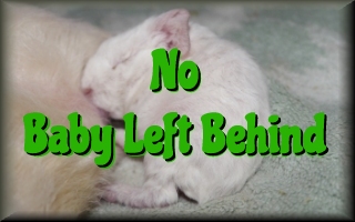 No baby left behind