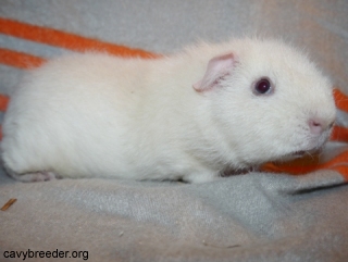 Dark-eyed white