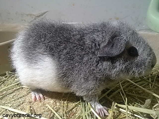 silver
                    agouti and white